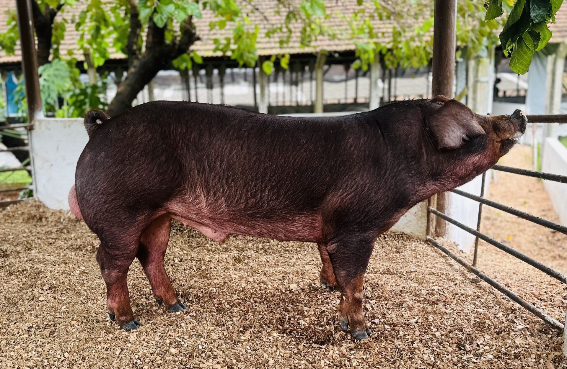 Macho Duroc